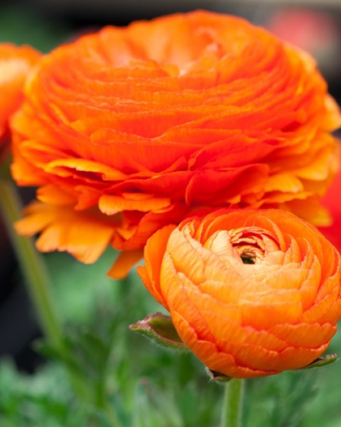 Ranunculus orange7